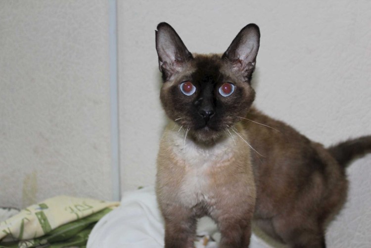 Донской сфинкс