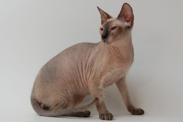 Сфинкс сиамского окраса