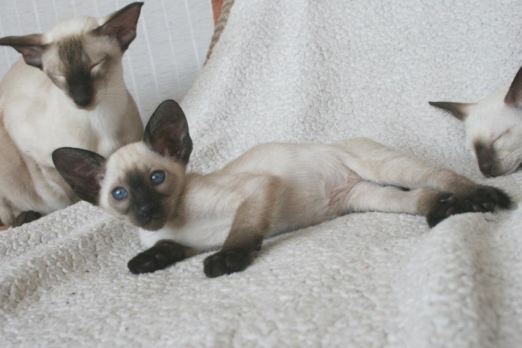 Корниш рекс серый