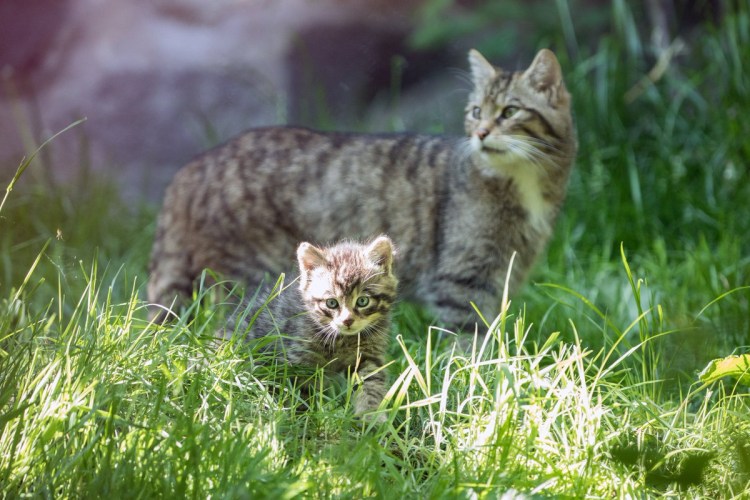 Лесной кот Felis Silvestris