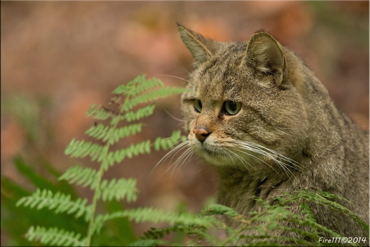 Шотландский дикий Лесной кот