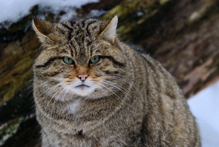 Кавказская Лесная кошка Felis Silvestris Caucasica