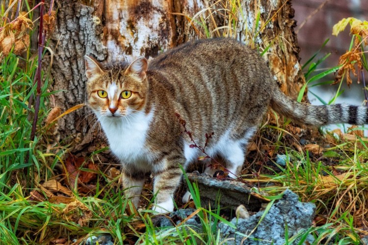 Кавказская Лесная кошка Felis Silvestris Caucasica