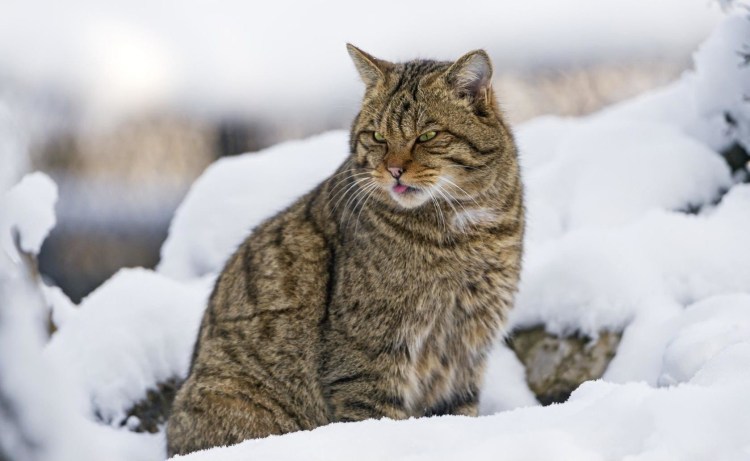 Дикий Лесной кот