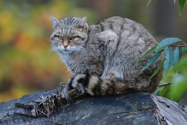 Лесной кот Тебердинский заповедник