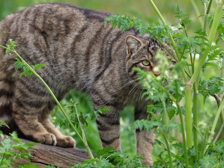 Кавказский дикий Лесной кот