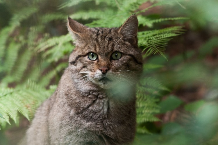 Шотландский дикий Лесной кот