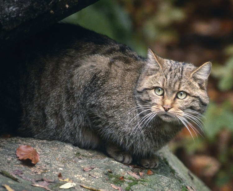 Кавказская Лесная кошка Felis Silvestris Caucasica
