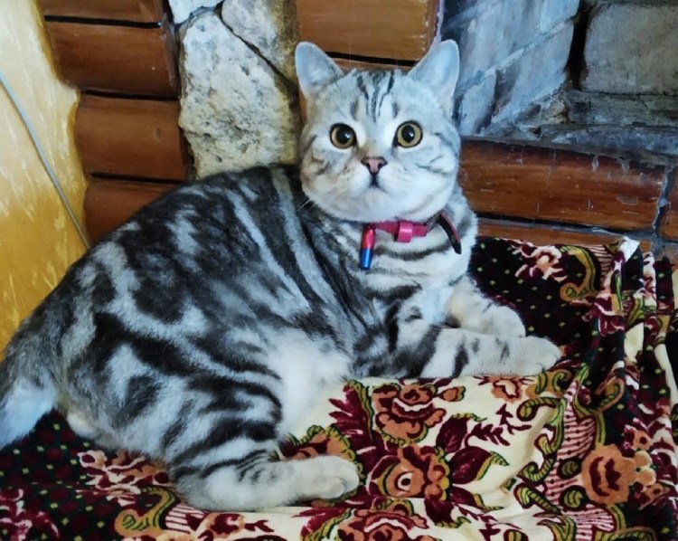 Скоттиш страйт кот мраморный