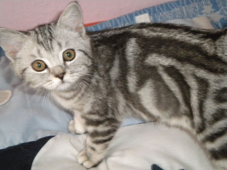 Шотландский вислоухий табби мраморный