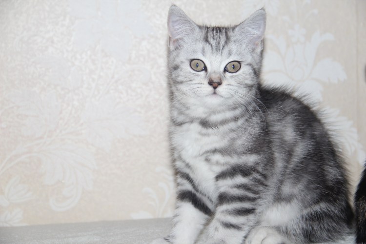 Скоттиш страйт мраморный леопардового окраса