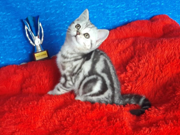 Радужный котенок короткошерстный