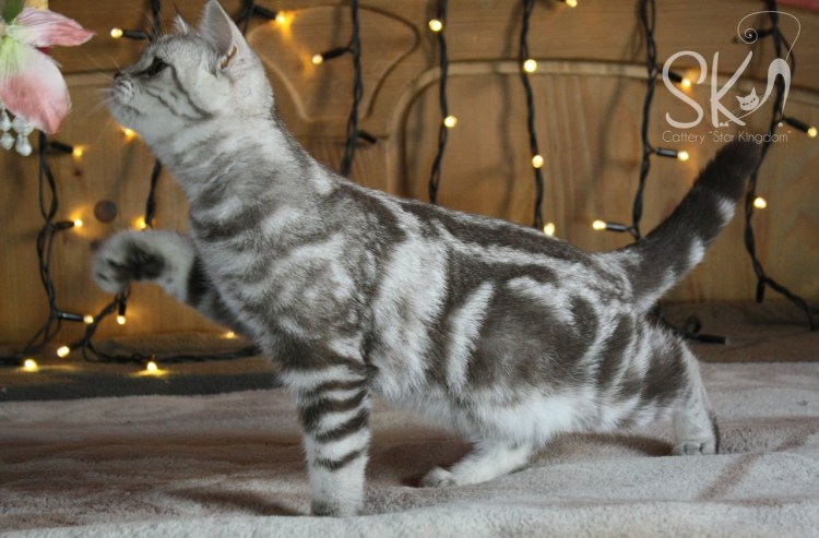 Серый мраморный шотландец клички