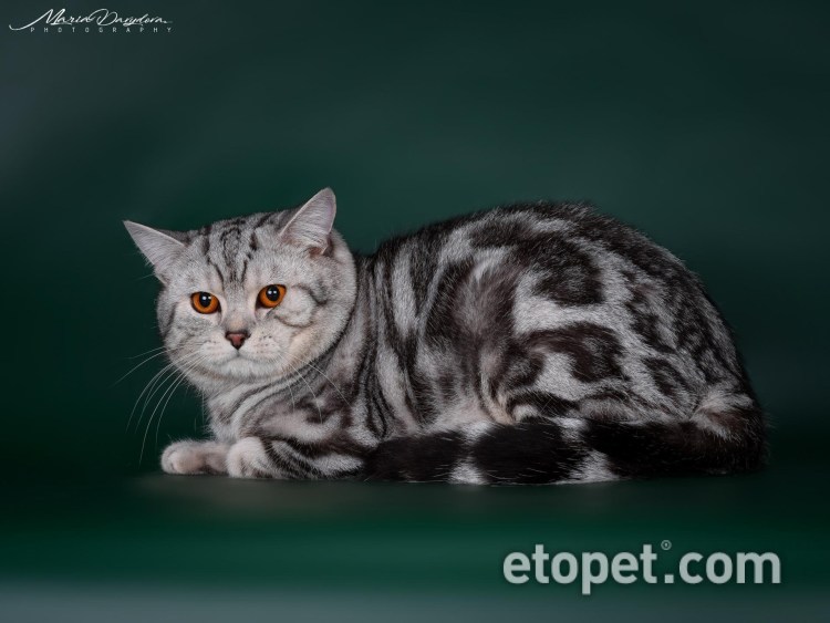 Скоттиш страйт мраморный