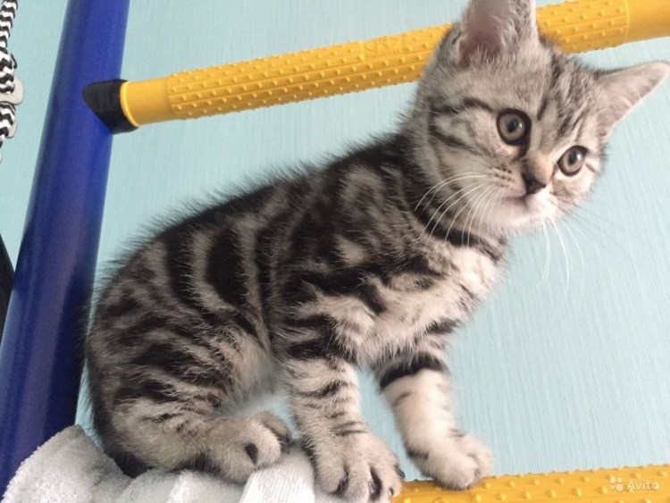 Шотландские котята страйт голубой мрамор