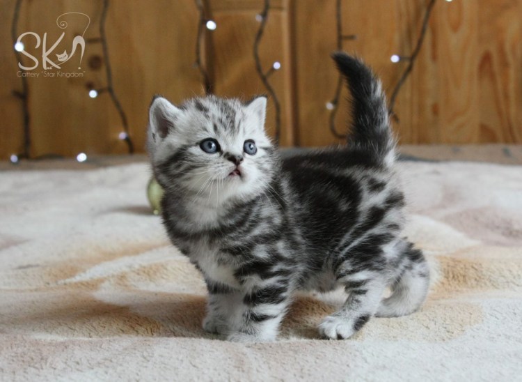 Шотландская кошка прямоухая мраморная