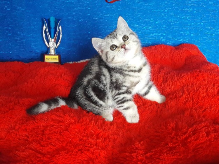 Шотландский прямоухий мрамор на серебре