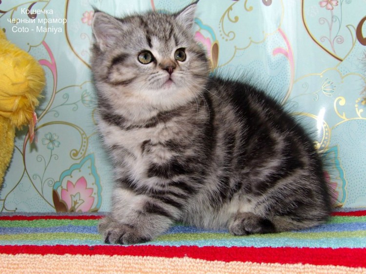 Британский кот вискас мраморный