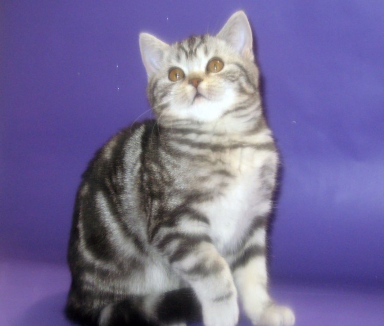 Скоттиш страйт серебристый мрамор