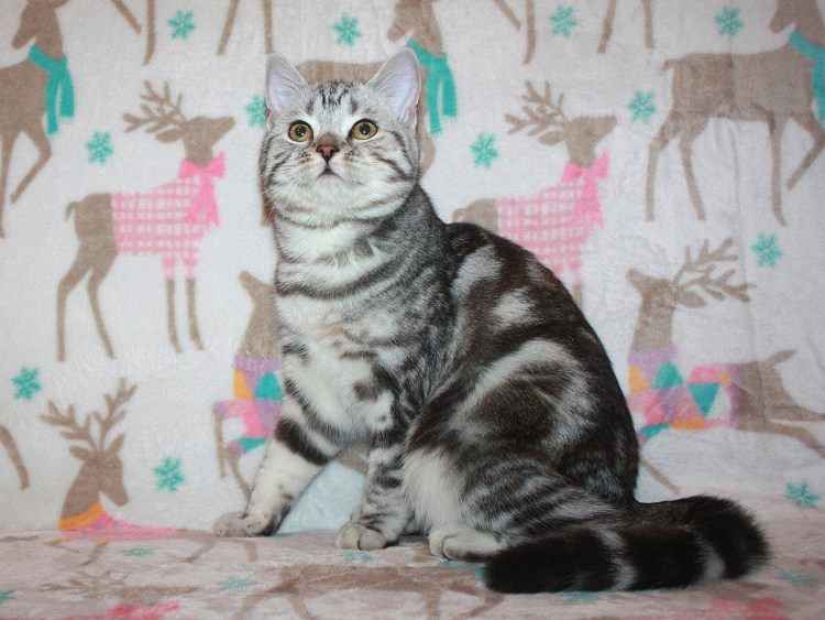 Шотландский кот прямоухий мраморный