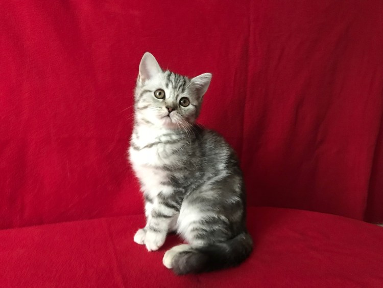 Шотландские прямоухие котята вискас чёрный