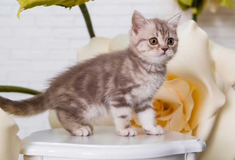 Шотландский скоттиш страйт мраморный