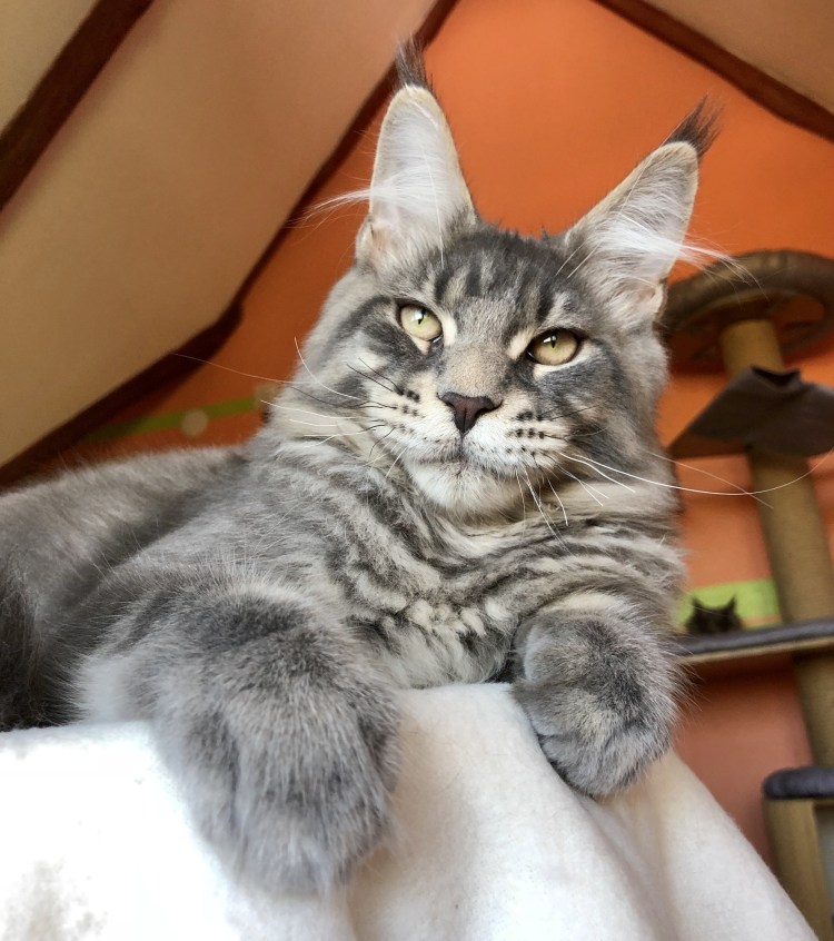 Вислоухие котята Мейн куна