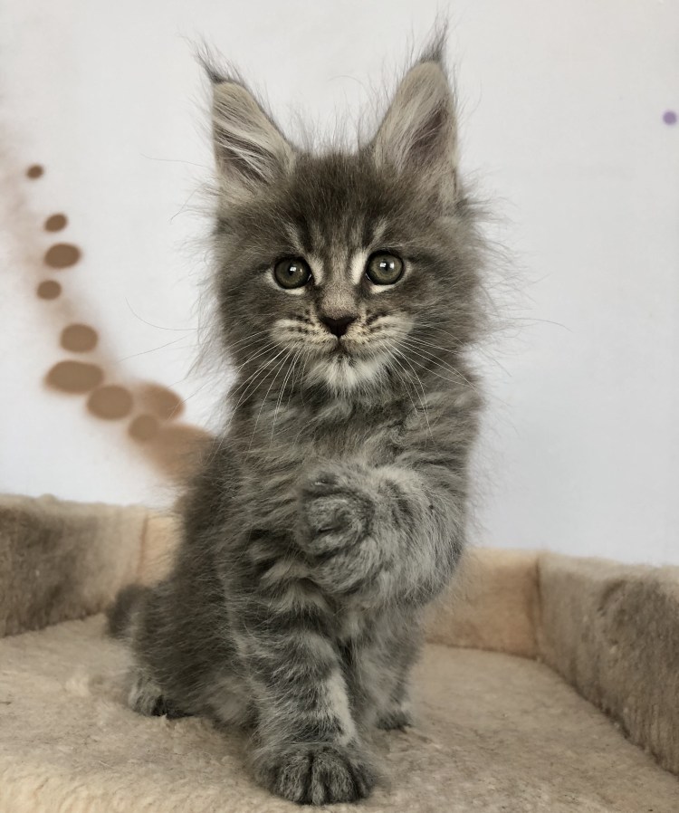 Мейн кун рыжий котенок