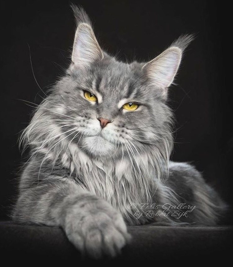 Полосатый кот Мейн кун