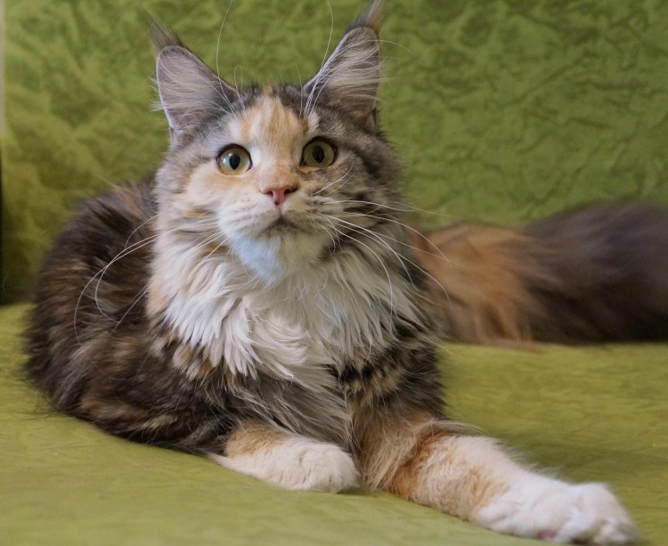 Мейн кун и Шотландская вислоухая