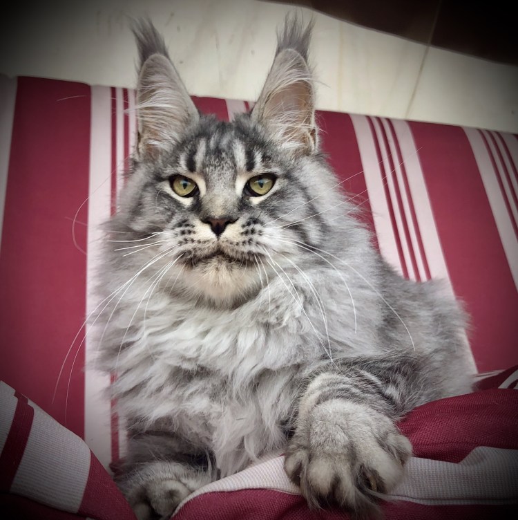 Вислоухий Мейн кун котенок