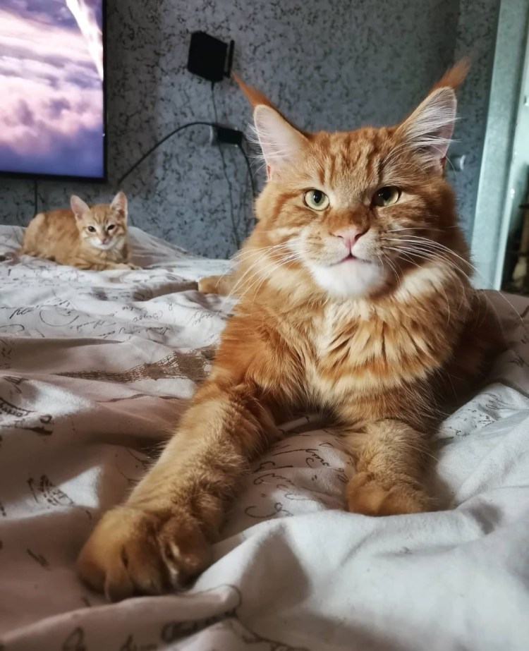 Шотландский Мейн кун