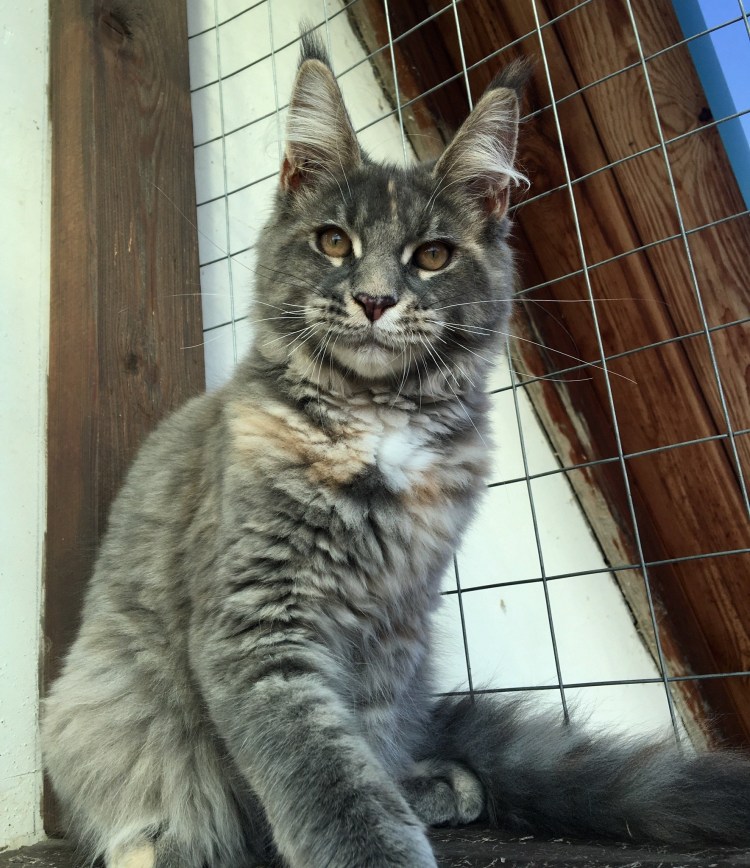 Кот метис Мейн куна