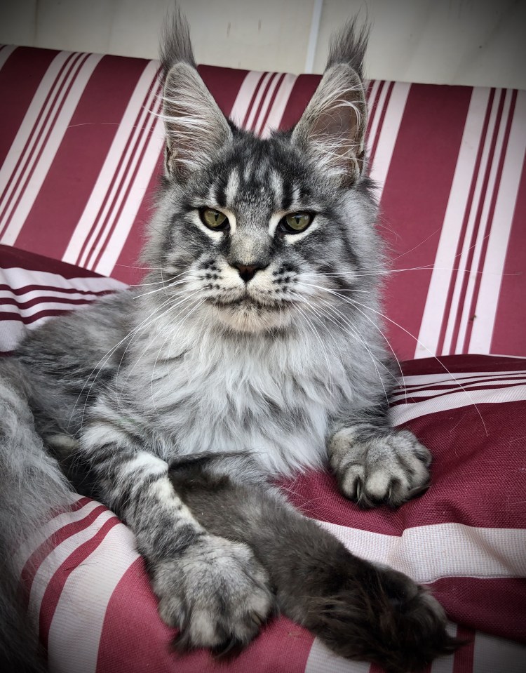 Мейн-кун 12 КШ