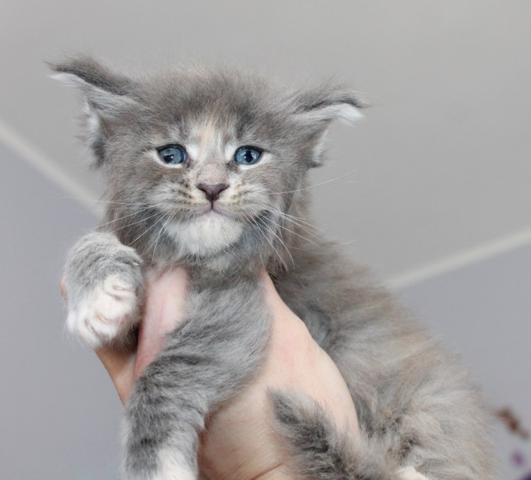 Вислоухие котята Мейн куна