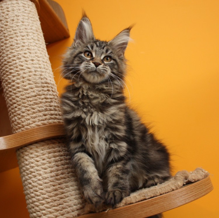 Смесь Мейн куна и шотландской Лесной