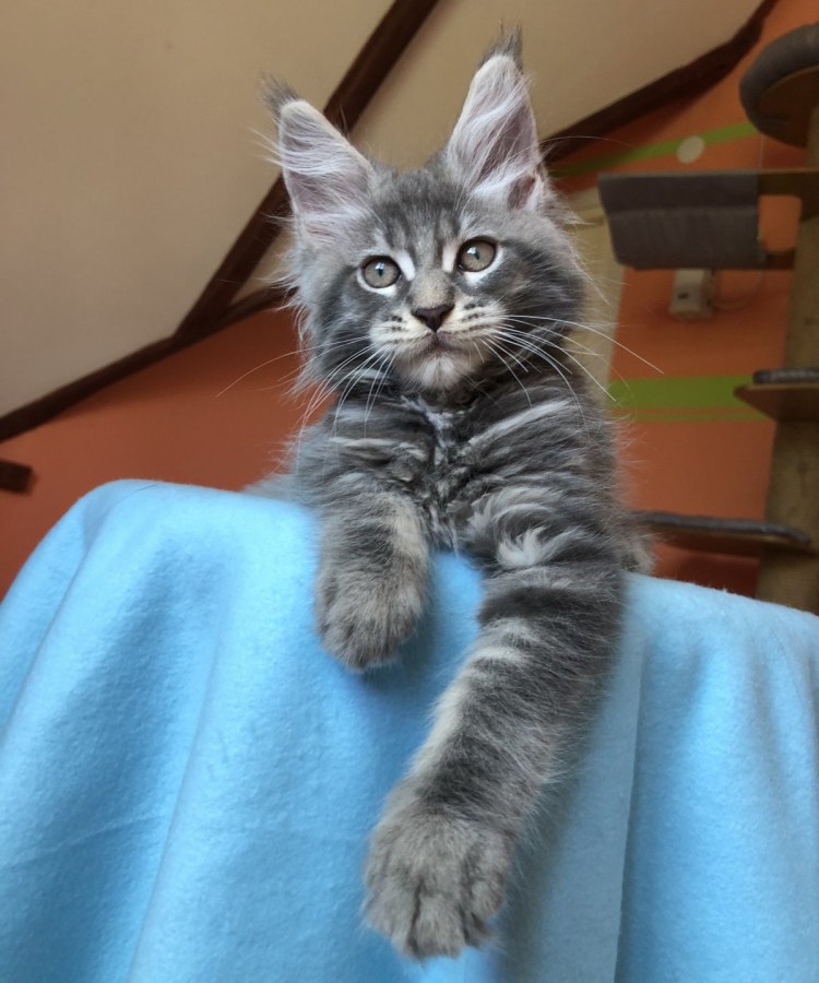 Мейн кун и Шотландская вислоухая