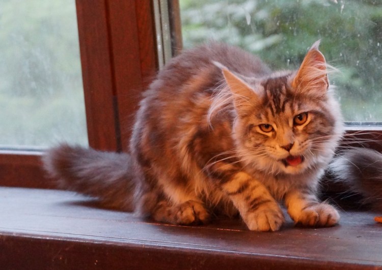 Шотландский Мейн кун