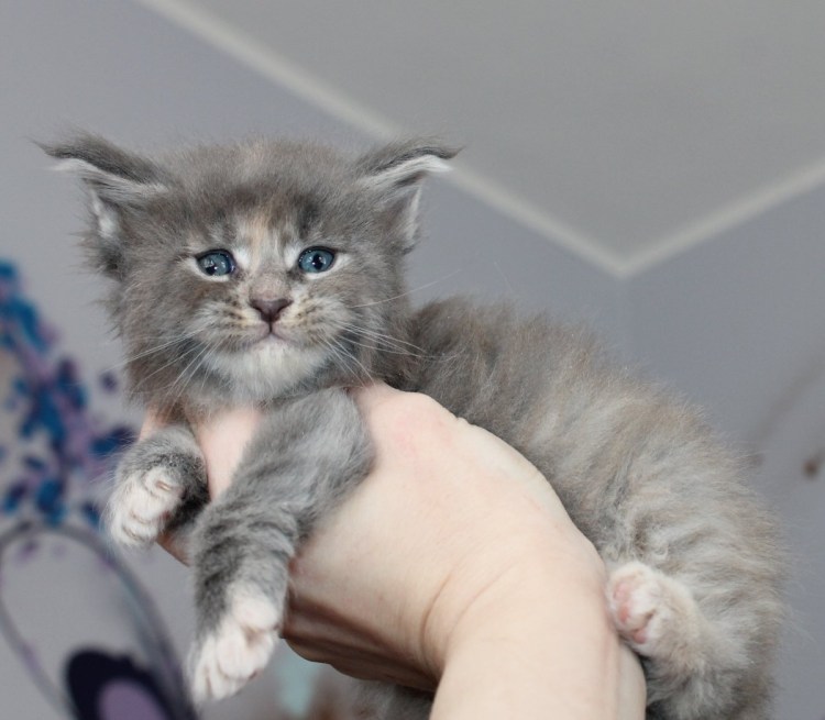 Вислоухие котята Мейн куна