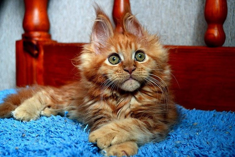 Шотландский вислоухий кот рыжий