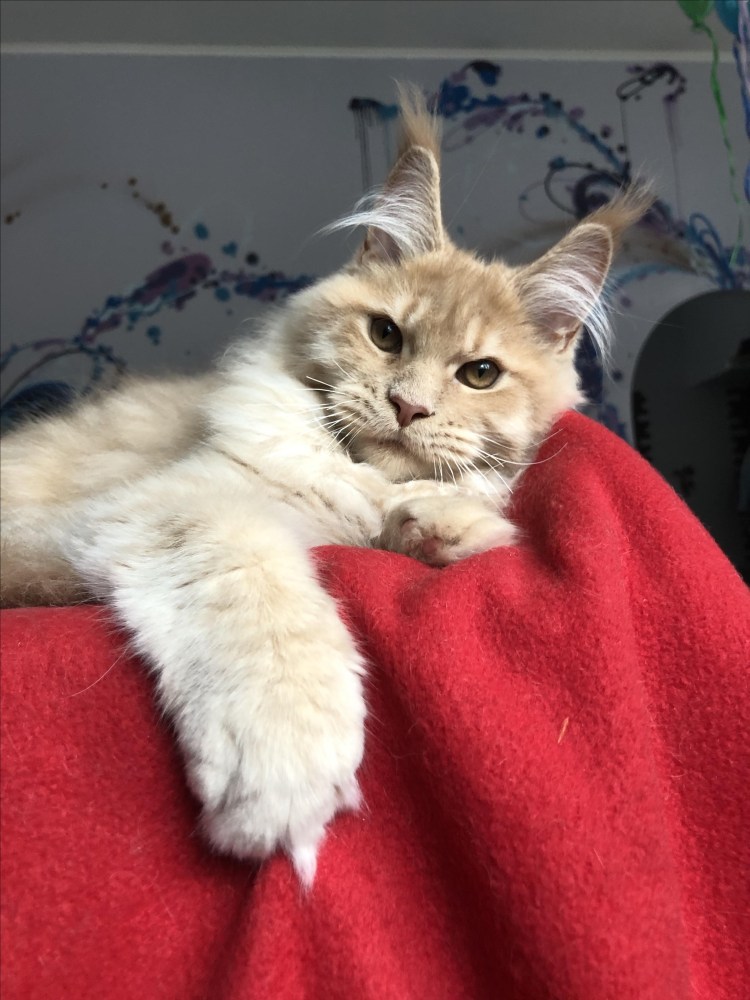 Полосатый котенок Мейн куна