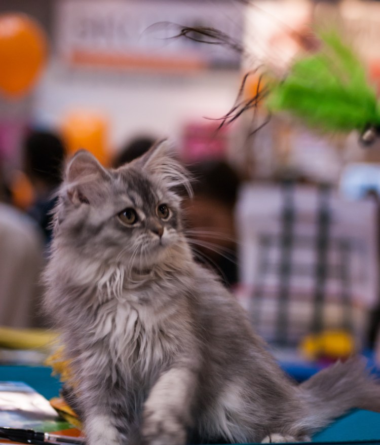 Шотландский Мейн кун