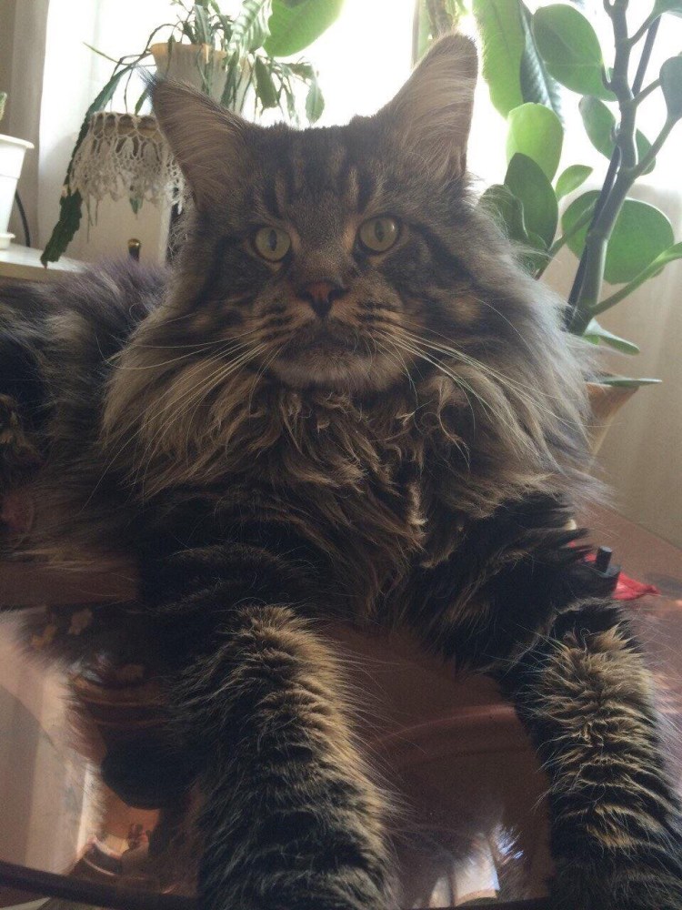 Котята Мейн кун