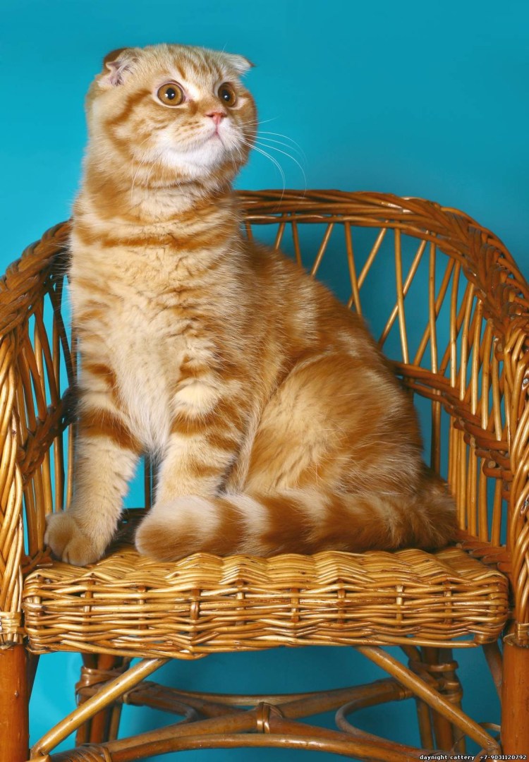 Котята Мейн-кун 1.5 месяца