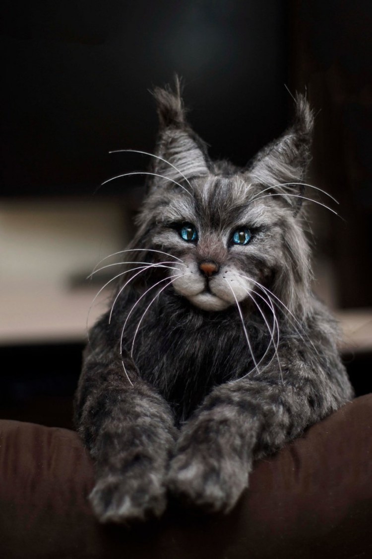 Сибирский Мейн кун рыжий