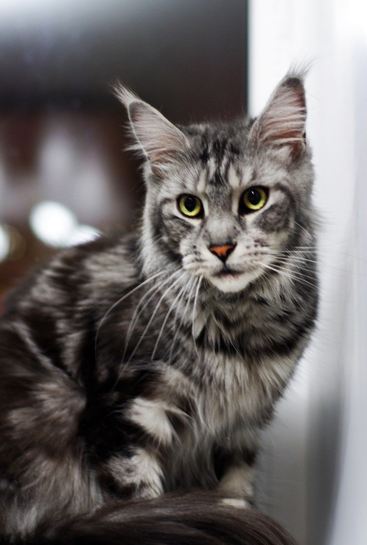 Мейн кун тигровый