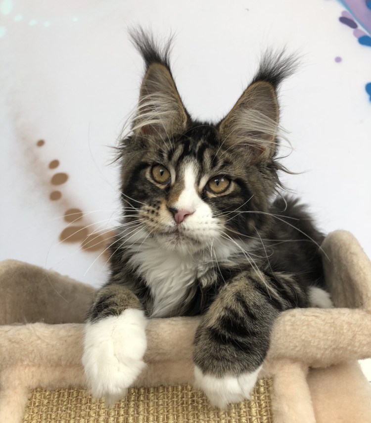 Метис кот Мейн кун