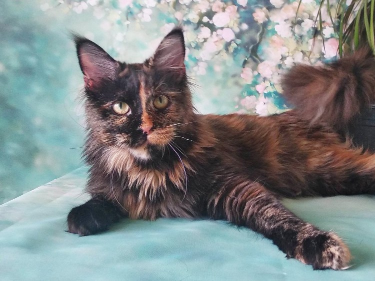 Вислоухие котята Мейн куна