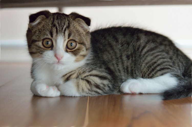 Шотландский кот скоттиш страйт