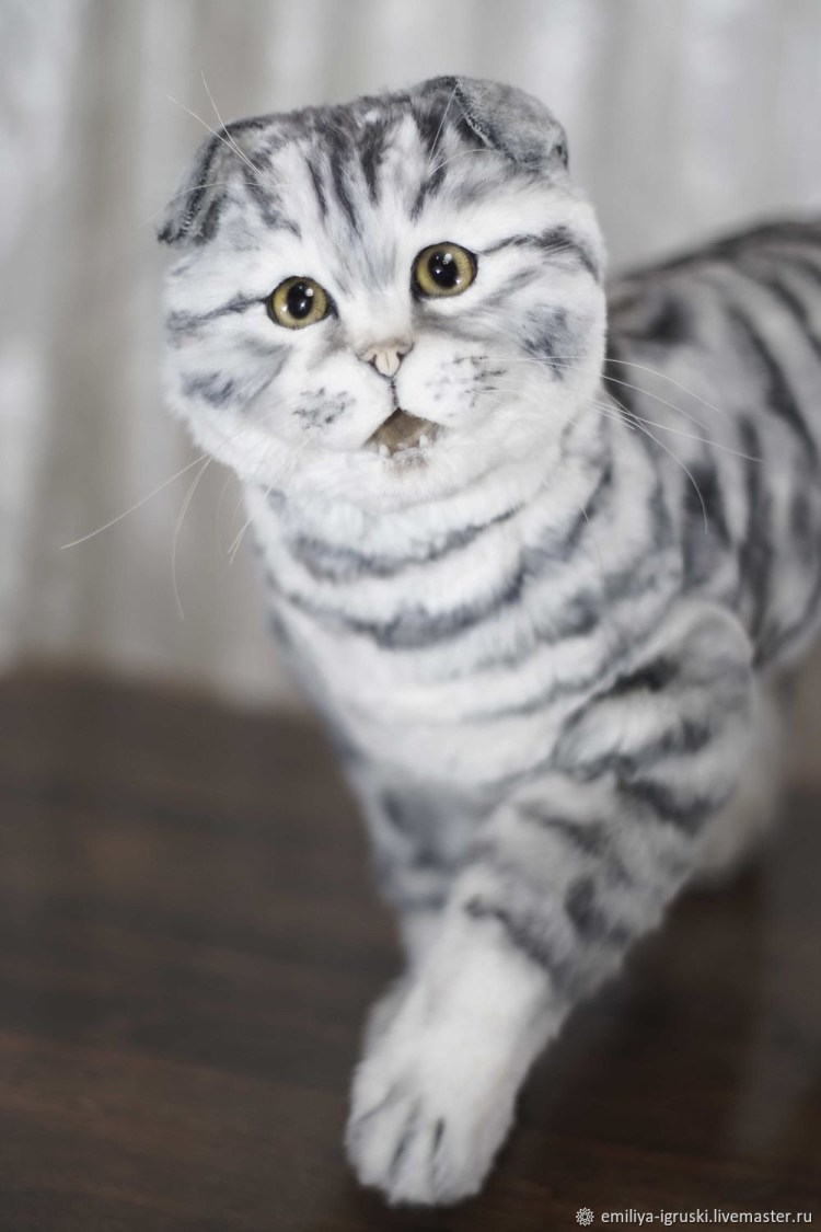 Вислоухий британец полосатый